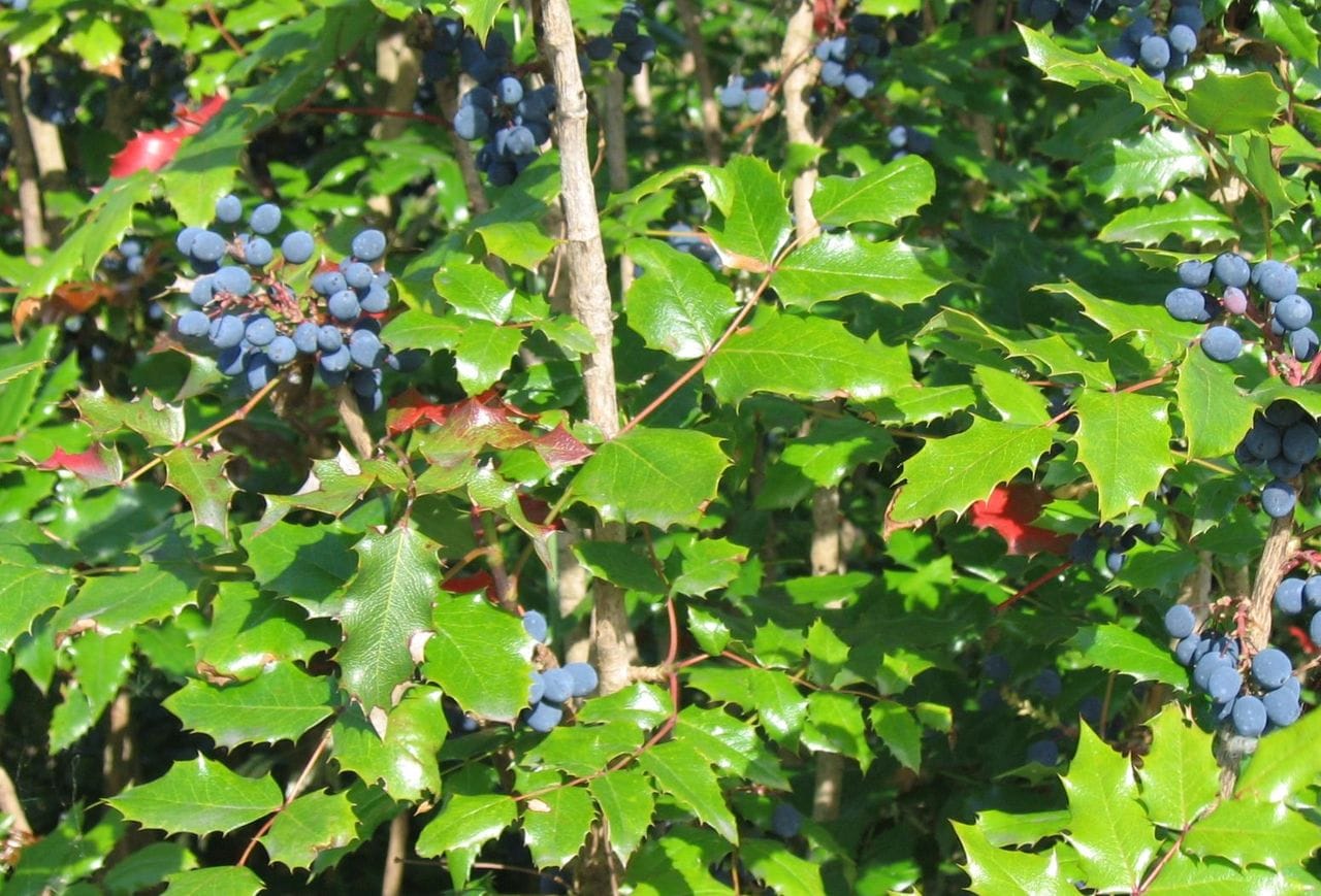 Mahonia aquafolium